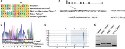 Acquiring Resistance Against a Retroviral Infection via CRISPR/Cas9 Targeted Genome Editing in a Commercial Chicken Line